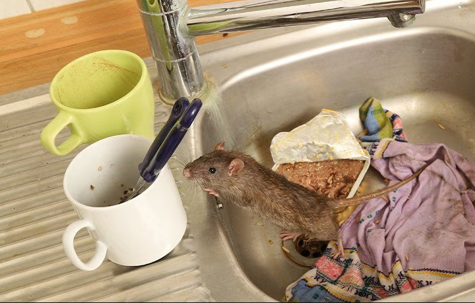 mouse in a sink with cups